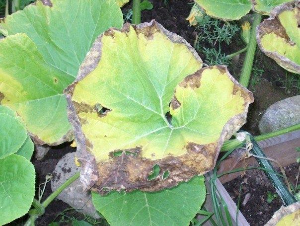 Young Squash Plant Leaves Turning Yellow - Plant detective: Why are the leaves of my vegetables turning yellow?